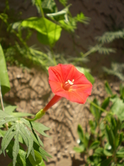 Ipomoea × multifida