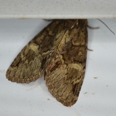 Phosphila turbulenta