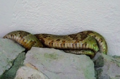 Trimorphodon paucimaculatus