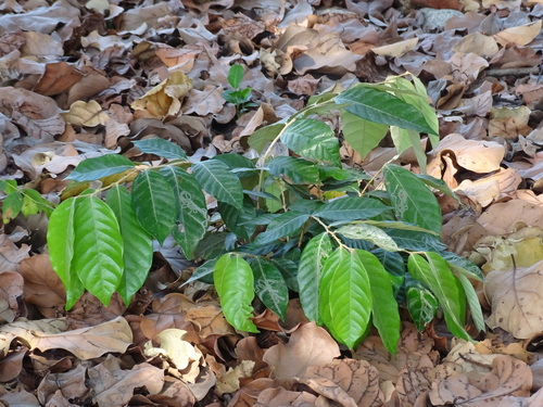 Olosapo (Couepia polyandra)