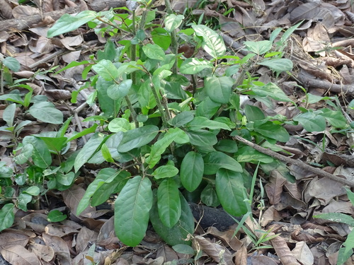 Foto de Pimenta-de-macaco