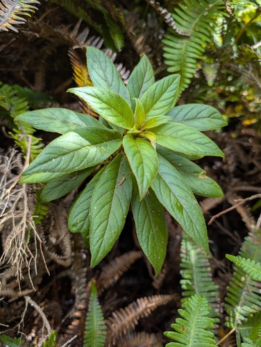 Cyrtandra grayana observed 2025-01-23