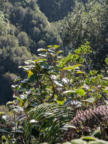 Antidesma platyphyllum observed 2025-01-23