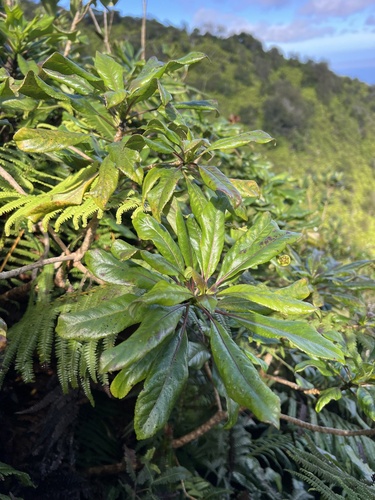 Clermontia grandiflora observed 2025-01-23