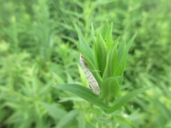 Nectopsyche exquisita
