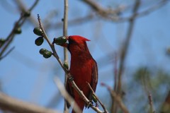 Cardinalis cardinalis mariae