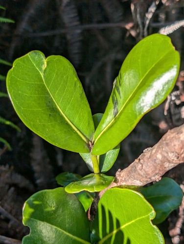 Melicope clusiifolia observed 2025-01-23