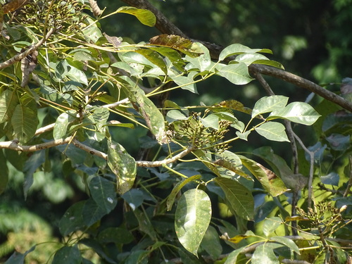 Image of Tabebuia rosea by (c) Alexis López Hernández, some rights reserved (CC BY)