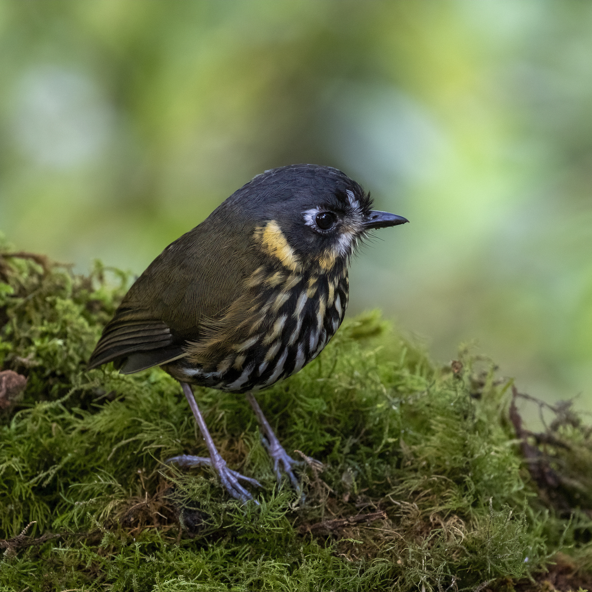 Crescent-faced Antpitta illustration