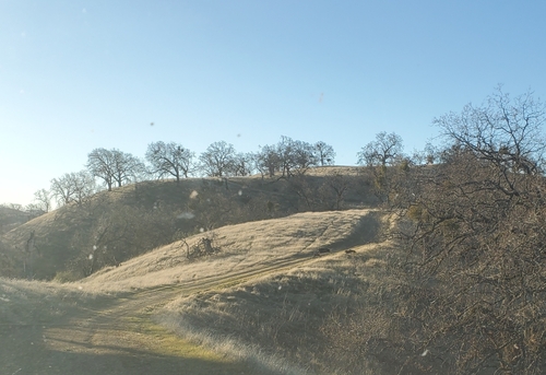 iNaturalist observation photo of Wild Boar