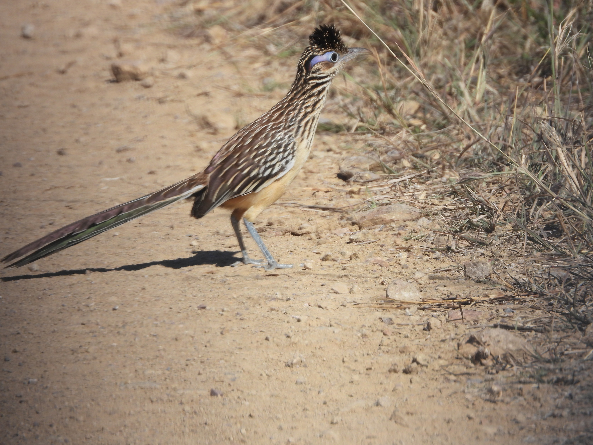 Lesser Roadrunner (Geococcyx velox), photo 7