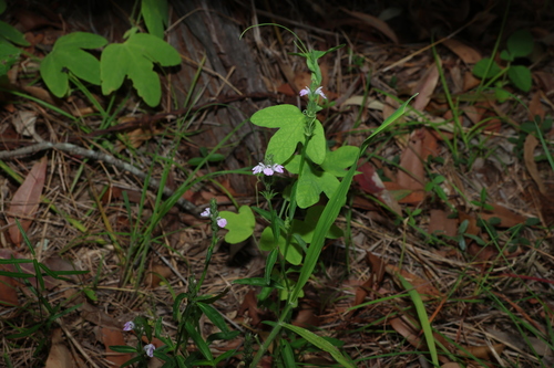Image of Rostellularia adscendens by (c) Greg Tasney, some rights reserved (CC BY-SA)