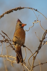 Cardinalis cardinalis mariae