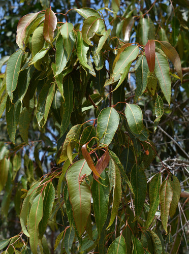 Corymbia abergiana, 2024-12-11