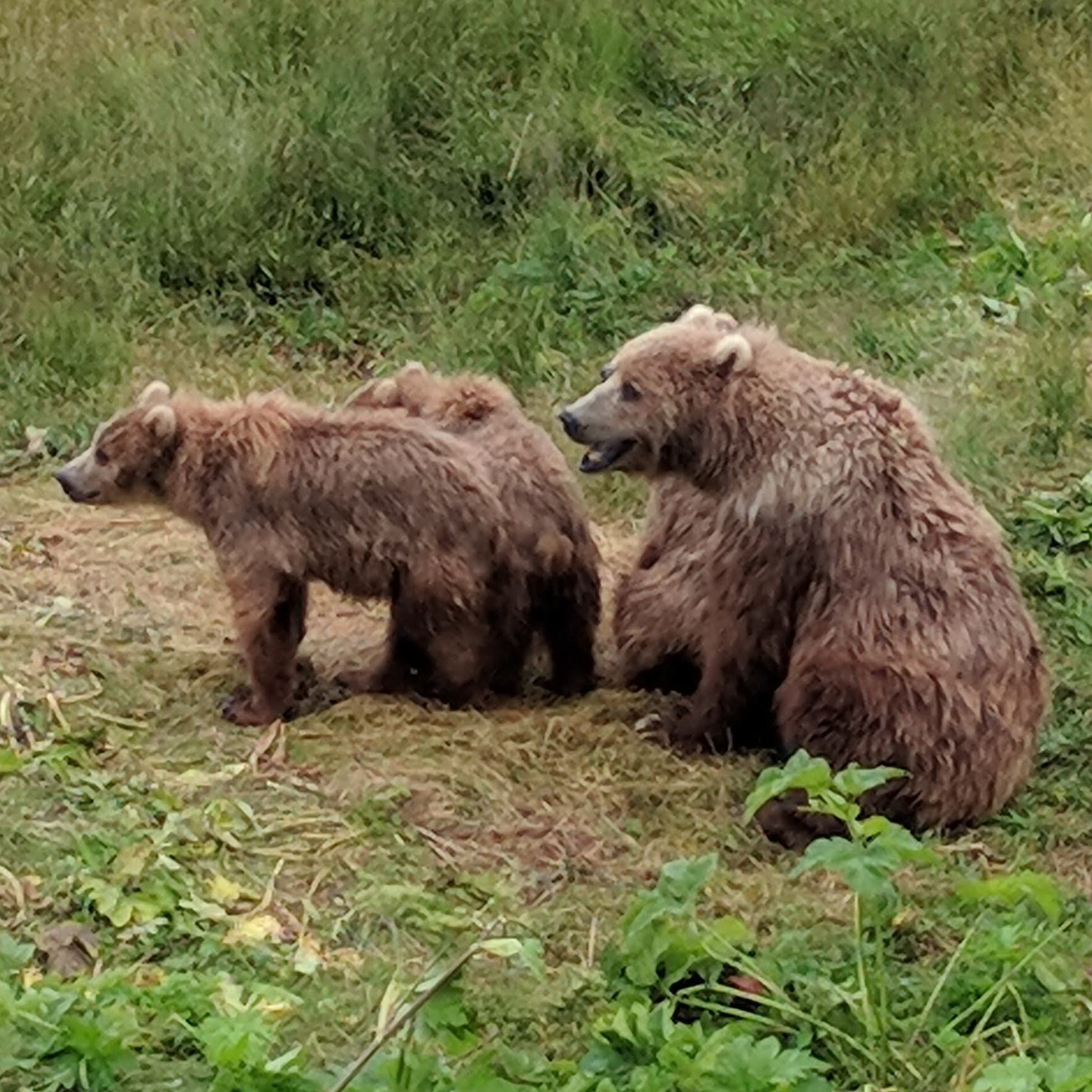 Kodiak Brown Bear (Ursus arctos middendorffi)