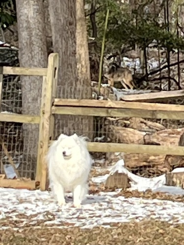Coyote photographed in Maryland