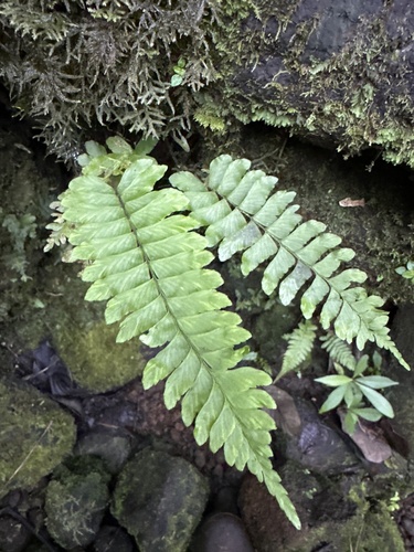 Hymenasplenium, 2025-01-23