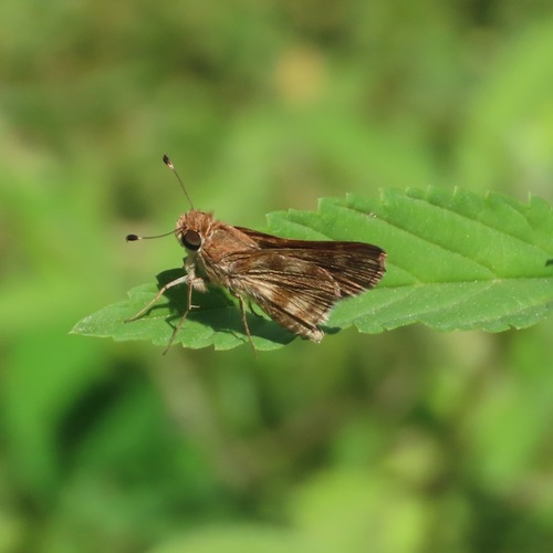Pompeius Skipper (Pompeius pompeius)