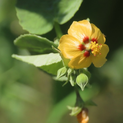 Anglestem Indian Mallow (Abutilon trisulcatum)