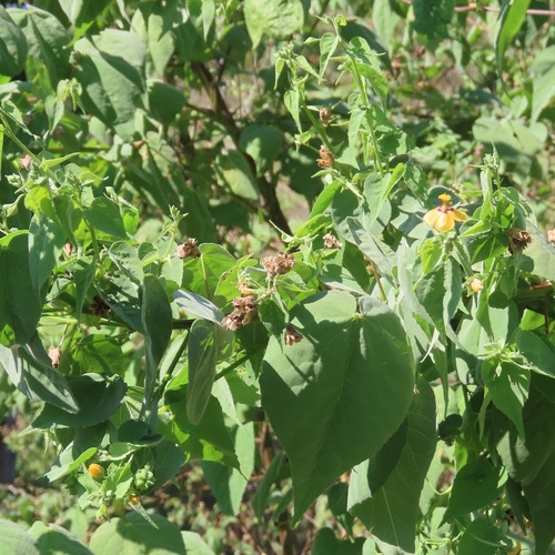 Pelotazo (Abutilon trisulcatum)