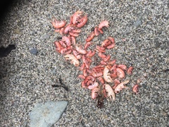 Platorchestia platensis