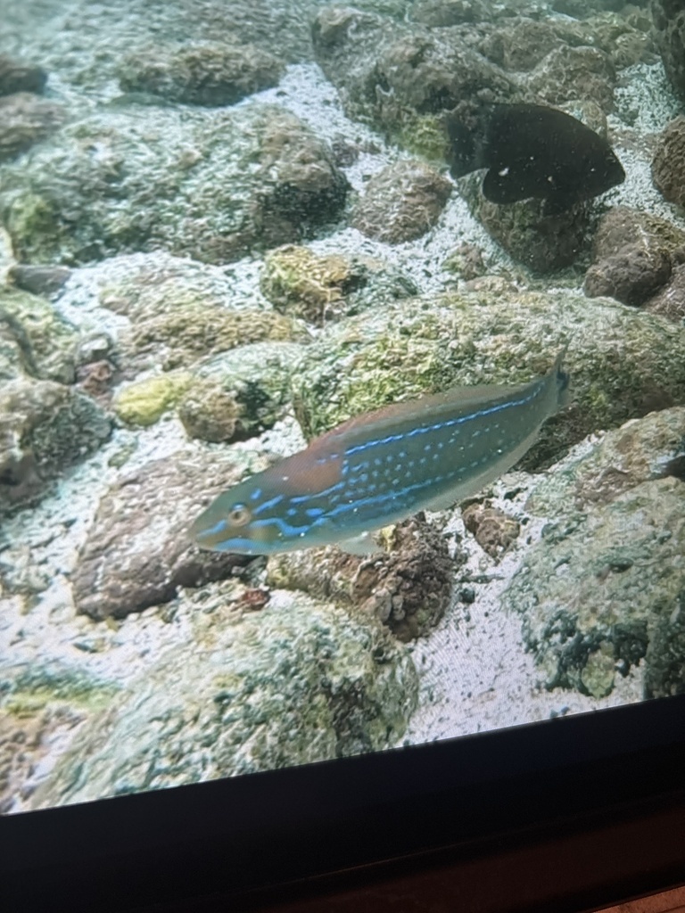 Chameleon wrasse (Halichoeres dispilus) — Labridae