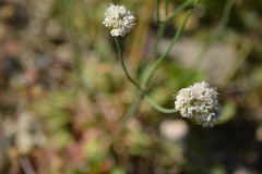Eriogonum nudum nudum