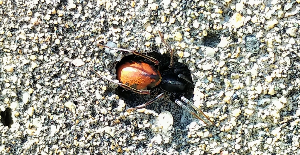 Castianeira walsinghami