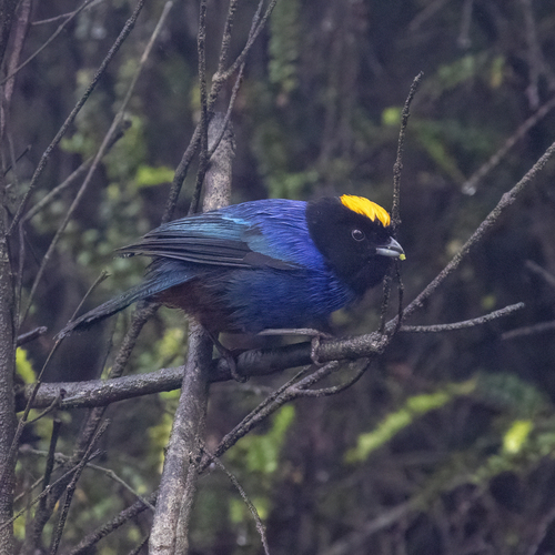 Golden-crowned Tanager (Iridosornis rufivertex), photo 10