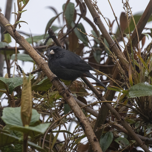 Paramo Seedeater (Catamenia homochroa), photo 6