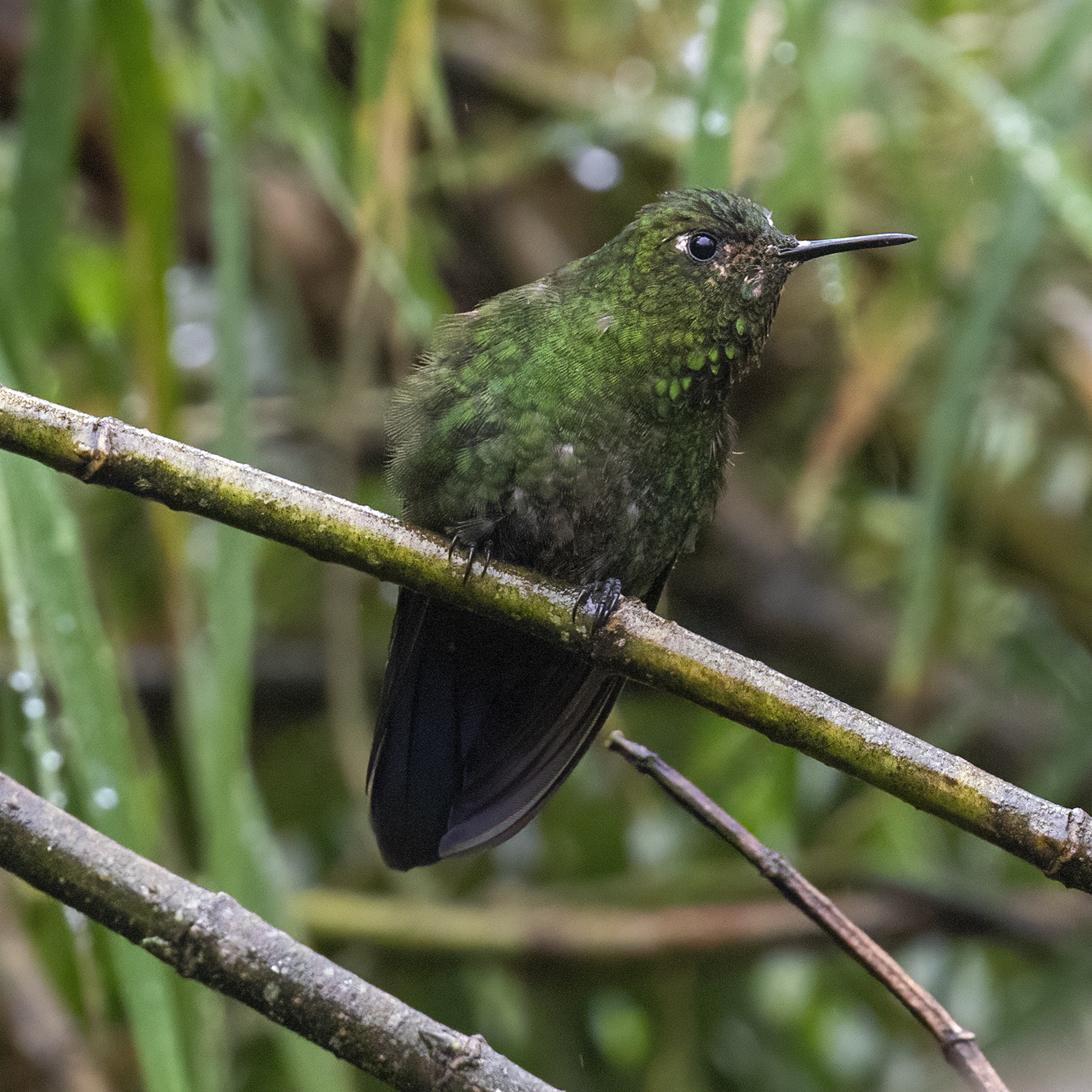 Viridian Metaltail (Metallura williami), photo 4
