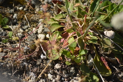 Eriogonum nudum nudum