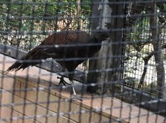 Polyplectron inopinatum