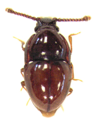 Picrotus thoracicus