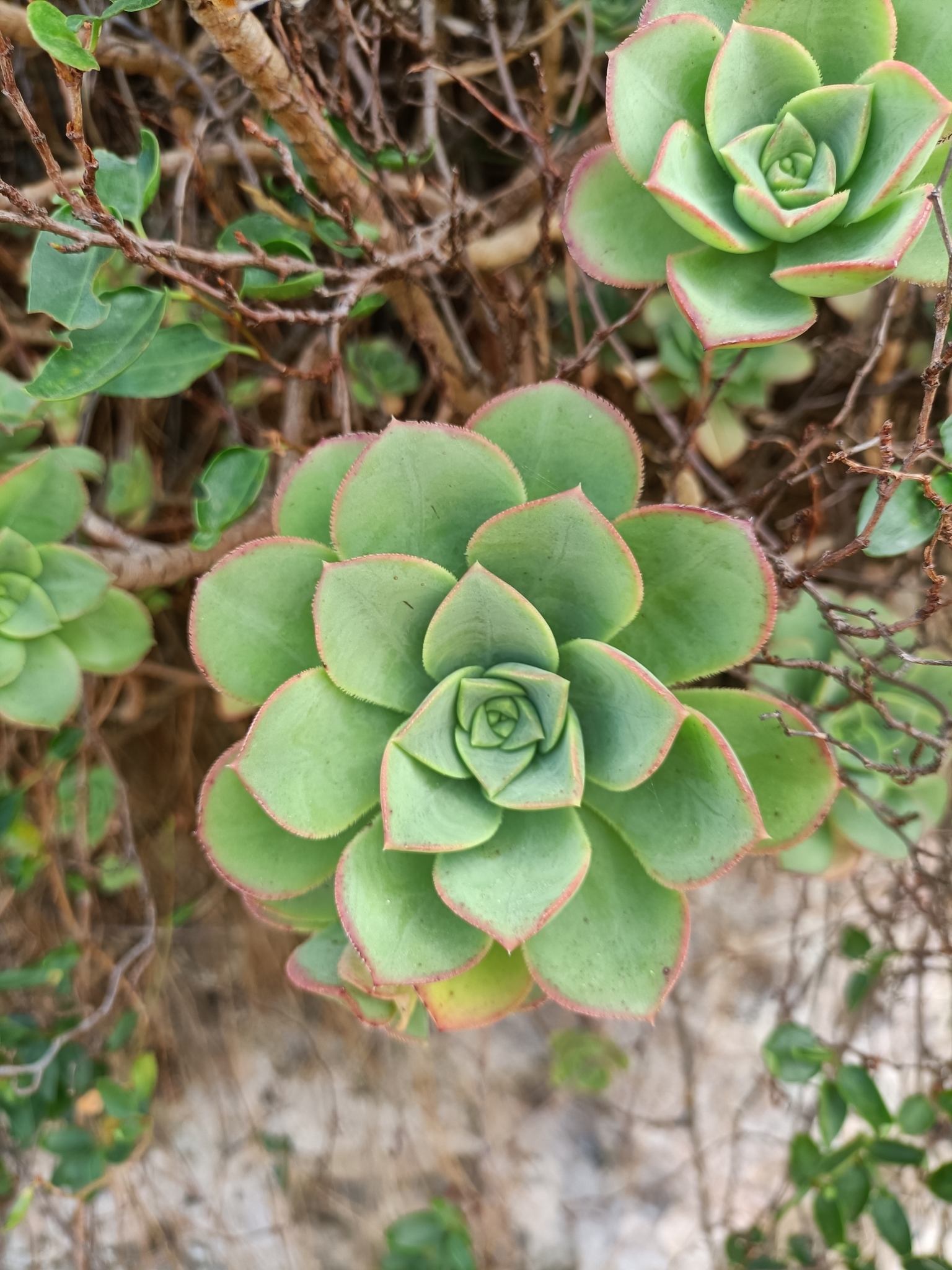 Imagem de Rosa-do-deserto