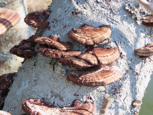 Daedaleopsis tricolor