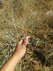 Lomatium dissectum