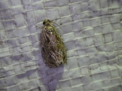 Phaecasiophora confixana