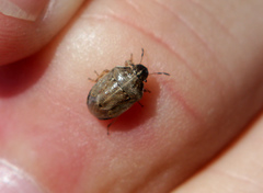 Neottiglossa pusilla