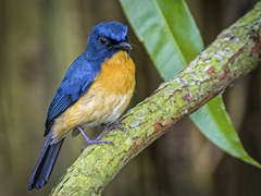 Mangrove Blue Flycatcher photo 2
