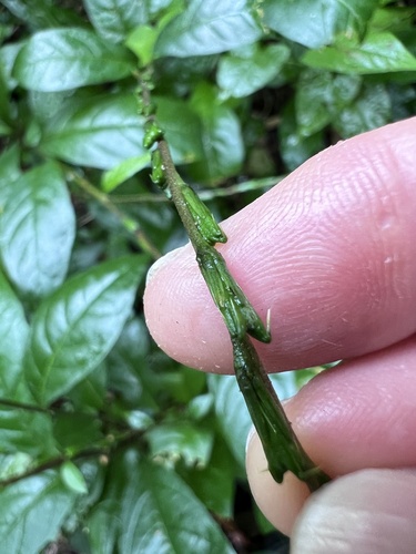 Petiveria alliacea