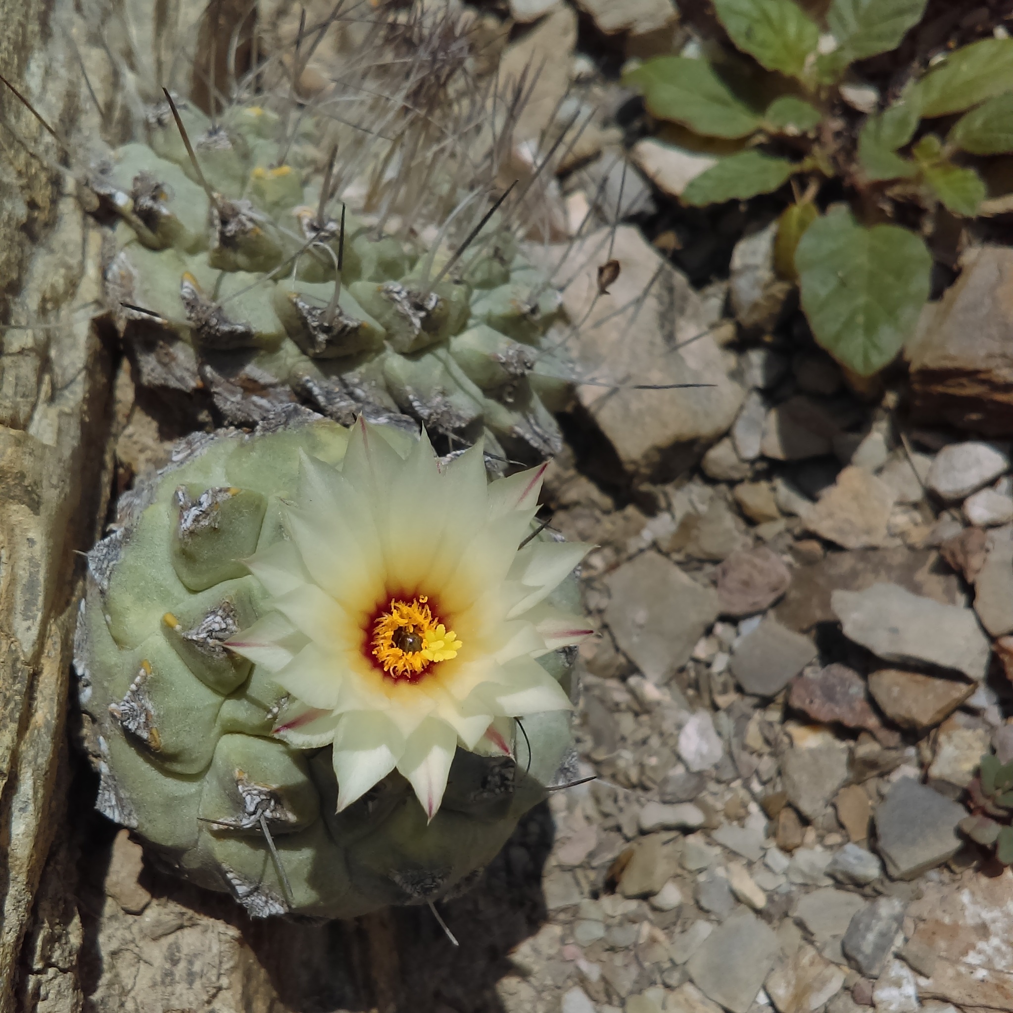 Strombocactus disciformis
