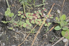 Euphorbia spellenbergiana