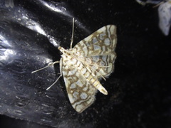 Lygropia