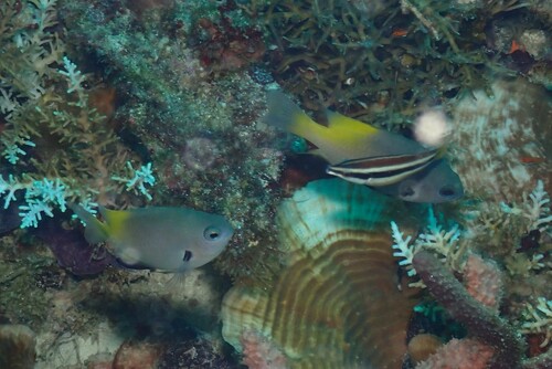 Cleaner wrasse (Diproctacanthus xanthurus) — Labridae — 4
