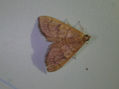 Herpetogramma theseusalis