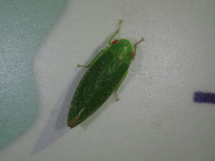 Rugosana
