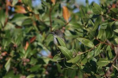 Myiarchus tuberculifer querulus
