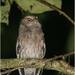 Santa Marta Screech-Owl - Photo (c) Christian Artuso, some rights reserved (CC BY-NC-ND), uploaded by Christian Artuso