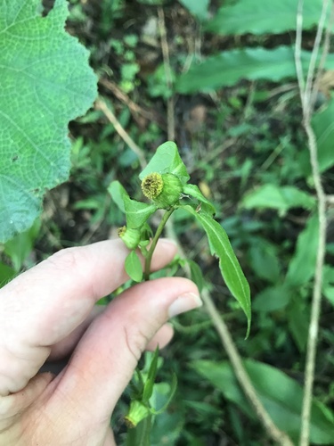 Image of Carpesium divaricatum by no rights reserved